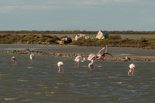 Interactions entre flamants rose 