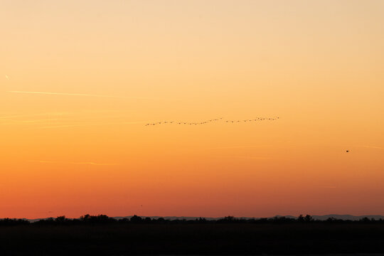 Groupe de flamants rose en vol dans les lueurs du couchant 