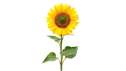 Vector of a bright yellow sunflower with green leaves on transparent background