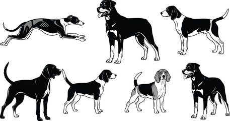 Black and White Detailed Silhouette Set of Various Dog Breeds Greyhound Rottweiler Beagle Hounds Vector Illustration for Pet Animal Logo and Design