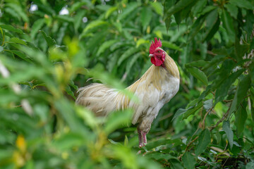 Free-range chickens that live freely around the house are a healthy source of protein without artificial feed.