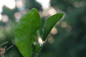 Fresh Green Leaves Against a Blurred Background of Nature and Soft Sunlight Bokeh