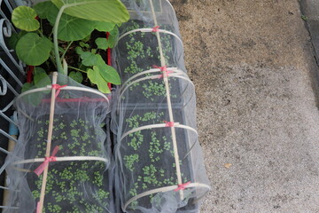 Growing Organic Seedlings in Protected Containers for Home Gardening Success