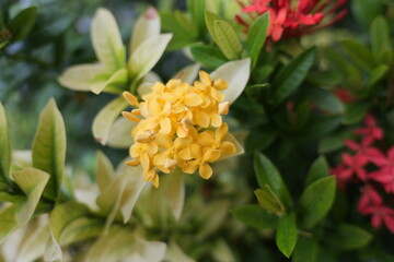 Bright yellow flowers among vibrant foliage and contrasting blossoms in natural setting
