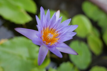 Beautiful Water Lily with Purple Petals and Orange Center Blooming in Serene Pond