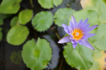 Beautiful Purple Water Lily Blooming Above Green Lotus Leaves in a Tranquil Pond Setting
