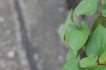 Natural Green Leaf Close-Up on Textured Background, Emphasizing Organic Beauty and Serenity