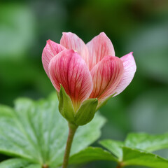 Close up of delicate pink flower bud with veined petals in garden
