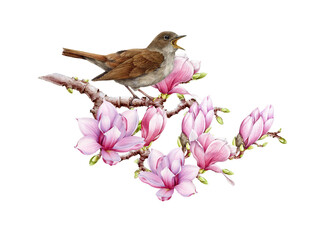 Singing nightingale bird on blooming pink magnolia tree twig vintage style watercolor illustration. Hand drawn European forest songbird with pink magnolia springtime flowers on white background