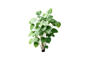 Bushy green plant with heart shaped leaves on black background foliage, Png, Isolated on Transparent Background, Cut Out