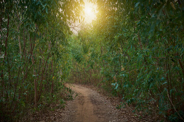 Eucalyptus leaves. branch eucalyptus tree nature background © Ammak
