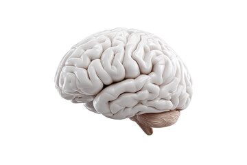 White human brain cerebellum anatomical model isolated on black background anatomy medical, Png, Isolated on Transparent Background, Cut Out