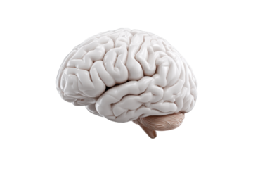 White human brain cerebellum anatomical model isolated on black background anatomy medical, Png, Isolated on Transparent Background, Cut Out