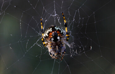 Spider curled up in the center of its web

