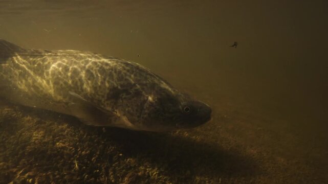 Quiet river bottom where shiny fish swim among luminous algae and stones