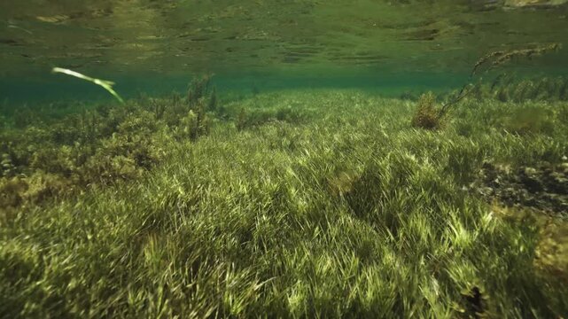 Colorful sunlight highlights bustling marine plant and animal life
