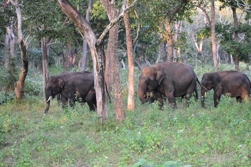 A herd of Indian elephants in South Indian foersts