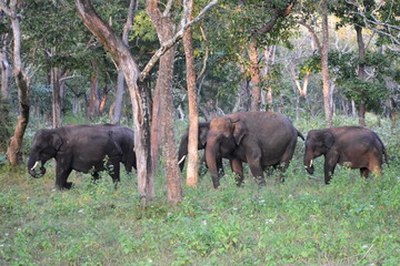 A group of Indian elephants in South Asian forests