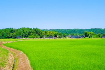 田園風景　夏　日本