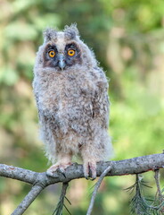 great horned owl