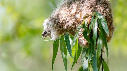 close up of a little bird