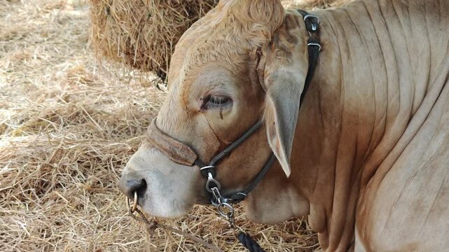 Zebu Nellore cow in a beef cattle farm 