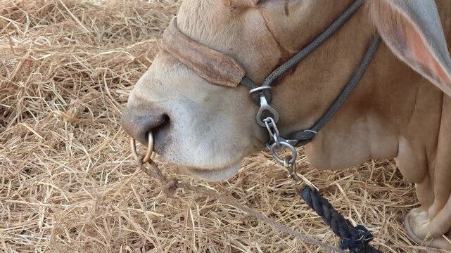 Zebu Nellore cow in a beef cattle farm 