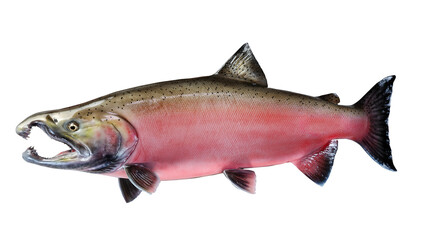 Replica trophy mature spawn coho salmon in brilliant colors isolated on transparent background  