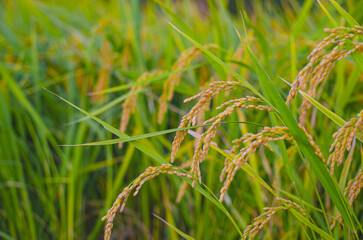 Harvest season of rice grain in rural in autumn South Korea.