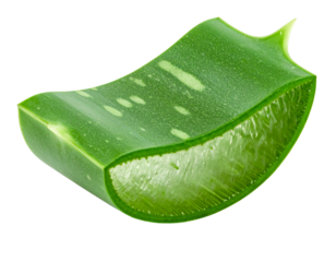  A single aloe vera stem segment shown from a side angle, showcasing thick fleshy leaves with glossy surfaces and visible  botanical look, isolated