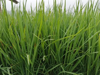Lush green grass blades in closeup field.