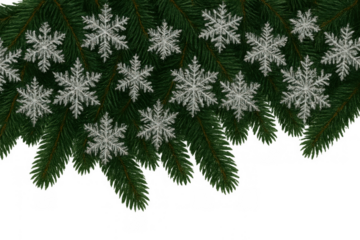 Evergreen pine branches decorated with white snowflakes for a festive christmas or winter holiday design element