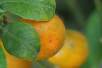 Fresh Orange Fruit Hanging Among Lush Green Leaves in Natural Garden Setting