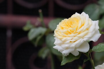 Yellow and White Rose Blooming Against a Dark Background in a Garden Setting