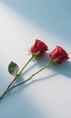 Fototapeta premium Two red rose stems lying softly on a white and light-blue blended background, creating a calm, romantic, and minimal floral composition