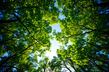 Fototapeta premium Lush green forest canopy view looking up to sky