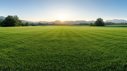Fototapeta premium Sunrise field green grass horizon rural landscape calm atmosphere