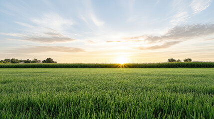 Fototapeta premium Green field sunrise with soft sky and warm light