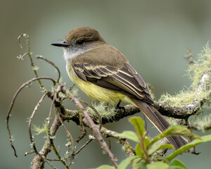 Black-headed Flycatcher (Myiarchus cephalotes) perched on lichen-covered branch in Andean montane forest, Colombia
