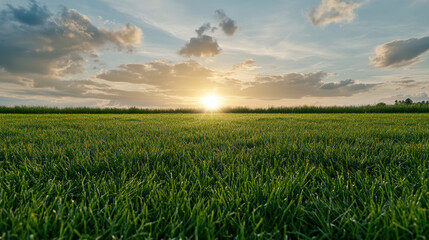 Obraz premium Sunset grassy horizon sunrise over dew covered field warm light