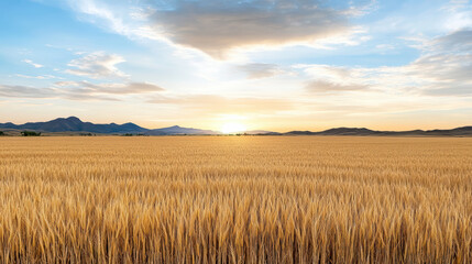 Obraz premium Golden wheat field at tranquil sunset with distant hills and soft sky glow
