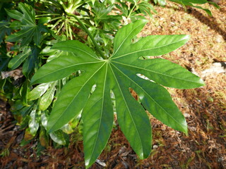 Japanese Aralia - Fatsia Japonica tropical plant leaf