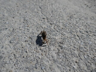 Very small crab on concrete surface background