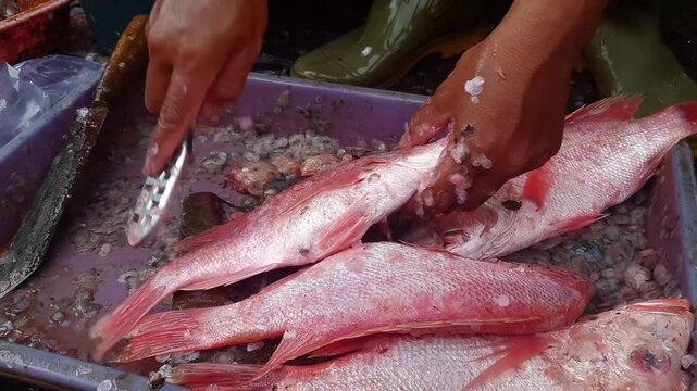 Fish market vendor cleaning fresh fish for customers in a busy seafood market