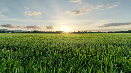 Obraz premium Wide field sunrise grass horizon sky morning dew meadow sunbeam clouds