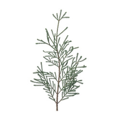 Fototapeta premium Frosted Pine Branch isolated on a transparent background frozen green