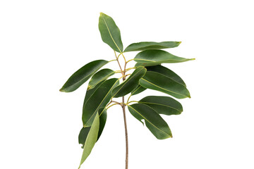 Vibrant Green Leaves: Elongated Leaves in Botanical Art, Showcasing Plant Structure with Eucalyptus Branch on a Transparent Background, Nature's Beauty Captured.