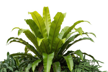 Obraz premium Large green plant with long leaves isolated on a transparent background tropical