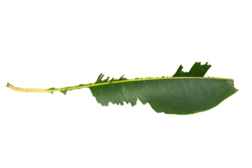 Vibrant green leaves with jagged edges and elongated shapes, showcasing botanical art and intricate plant structure, perfect for nature enthusiasts and decorators on Transparent Background.