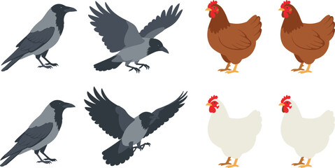 Vector illustration set featuring crows and chickens in standing and flying poses, perfect for farm themes, wildlife graphics, nature designs, and educational materials